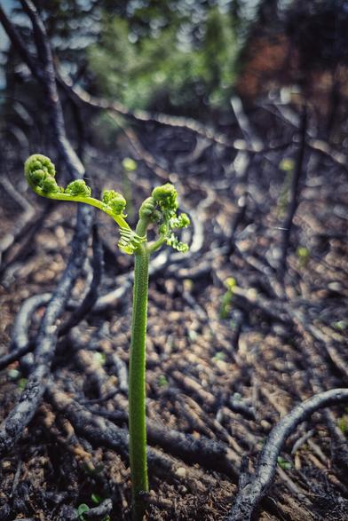 A vivid green fern frond, tightly coiled and unfurling, sprouts from dark, charred ground with scattered burnt debris and roots, signifying regrowth after a wildfire. The background is softly blurred, showing remnants of a damaged landscape. The image powerfully conveys nature's resilience and the cycle of renewal.