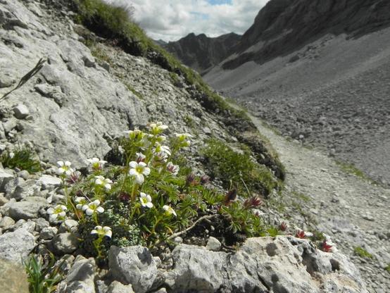 Inmitten von fast wie eine Mondlandschaft wirkenden steinigen Bergkämmen und Geröll um einen hoch gelegenen Wanderweg halten sich sehr kleine Inseln von Vegetation, die im Vordergrund sogar weiße Blüten zeigt.