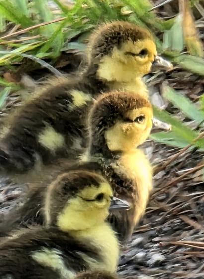 Three tiny newly hatched muscovy ducklings waddle towards a patch of grass.