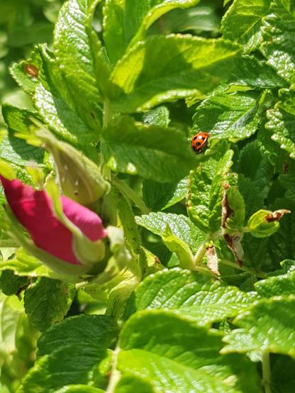 Ein Marienkäfer krabbelt über die Blätter einer Hundsrose. Die Blüte ist noch geschlossen.