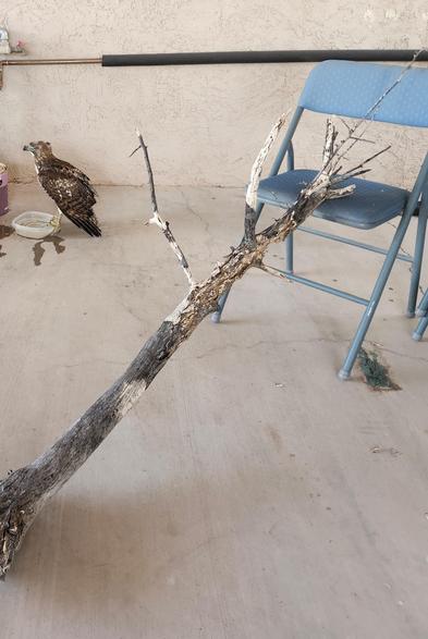a juvenile red tailed hawk sits on a tiny water bowl next to a folding chair with a branch on it.