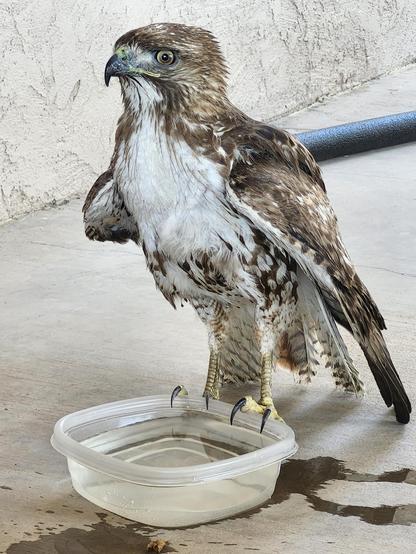 Close up of a juvenile red tailed hawk standing on a tiny water bowl