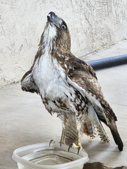 The hawk is drinking water from his water bowl.