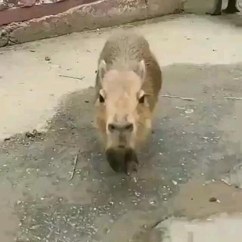 Imagen de un capibara