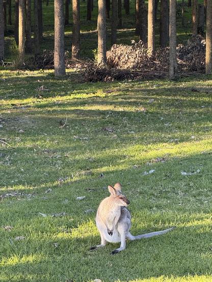 A female wallaby with a bulging pouch eats pellets on green grass. There is forest behind her.