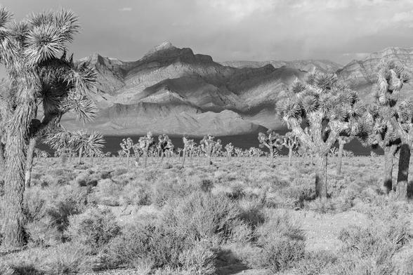 A black and white landscape photo showing thick short dry shrubs that cover the landscape. Tall tree like plants with long trunks and large knobs of spike like leafs frame either side of the photo and are numerous in the distance. A tall mountain range is seen in the distance. The sky is dark and cloudy and the clouds cast bands of shadow on the distant mountain range.