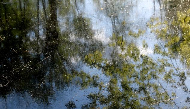 Photograph of the reflection of green maple trees on the surface of a marsh, bent over the water, with a blue sky behind. Dark brown trunks and green and gold foliage are reflected on the water, blurred by aquatic vegetation and debris floating on the surface.

I'm a big fan of Impressionists. These reflections are what reminds me the most of their style. Sometimes I see these photos as botched, sometimes I see them as beautiful paintings. They've been lying around on my desktop for too long now. Time to let them go.