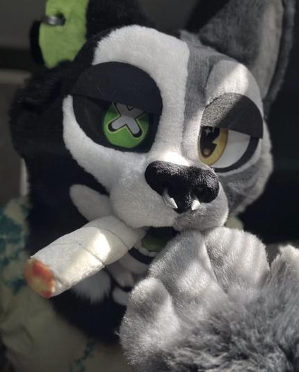 Photo of a feline fursuiter holding a plush blunt in their mouth.