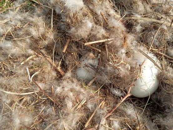 Hundreds of plucked goose down covering a nest. Through the fluff, eggs are visible.