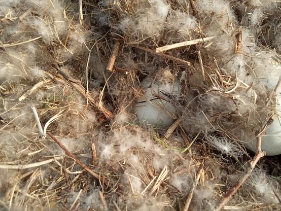 Hundreds of plucked goose down covering a nest. Through the fluff, eggs are visible.