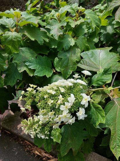 Fleur d' hortensia blanche et le feuillage très  fourni