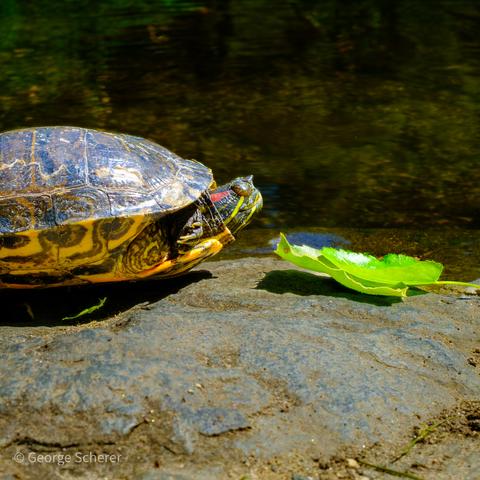 Close up of a turtle on a rock, with dark water in the background.  The turtle is facing a bright green leaf.