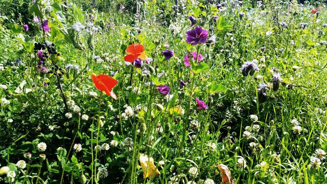 A kaleidoscopic mixture of plants. Blackcurrant, poppy, white clover, creeper, malva(?)...