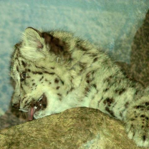 A picture of a snow leopard.