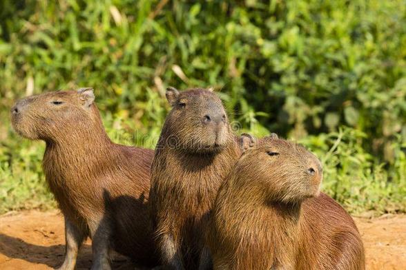 Imagen de un capibara