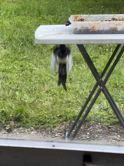 A black billed magpie "jumping" from the ground onto a table.
