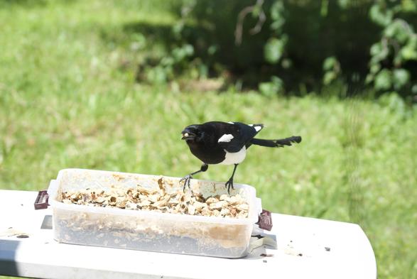 A black billed magpie hunched over facing the camera, eating peanuts out of a box.