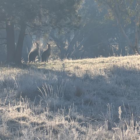 Two kangaroos under a tree on frosty grass in the morning sun.