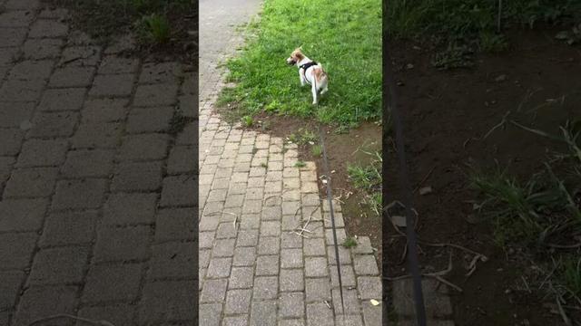 お気に入りの木見つけた🪾#jackrussellterrier #puppy #pets #ジャックラッセルテリア #犬のいる生活 #dog #jrt #misamo #message