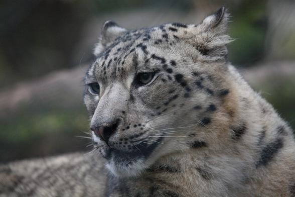 A picture of a snow leopard.