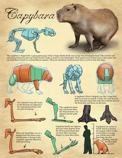 Imagen de un capibara