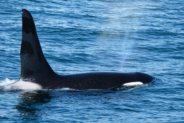 An orca in the Kenai fjords