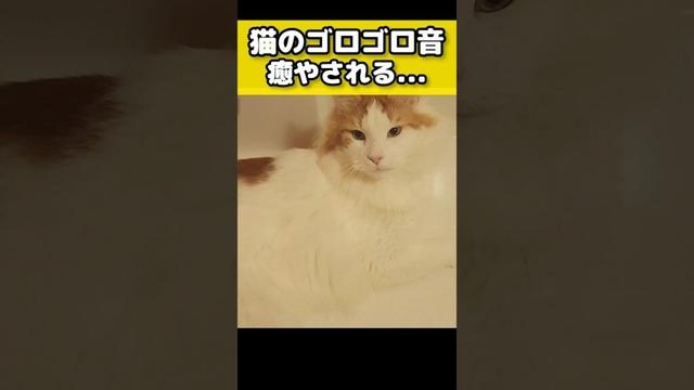 猫に癒される日常 #猫のいる暮らし #猫 #メインクーン #cat #mainecoon #catlover​  #catshorts​ #cute​ #cutecat​ #fyp​