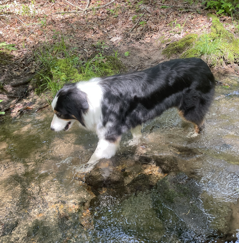 Pic of tri-colored Australian Shepherd standing in shallow clear water creek, looking down into the water