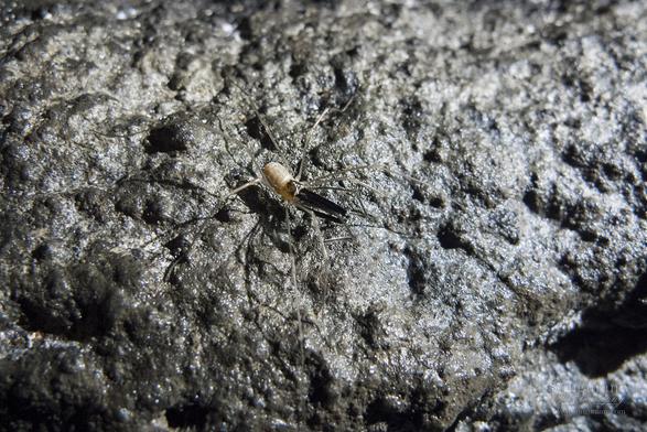 On some lava with a layer of organics (bacteria?)  is a side view from an upward angle of harvestman which kinda look like spiders but they aren't, it's body is white but it has two long dark things sticking out the front which are called chelicerae. These are usually about as long or even longer than it's body!