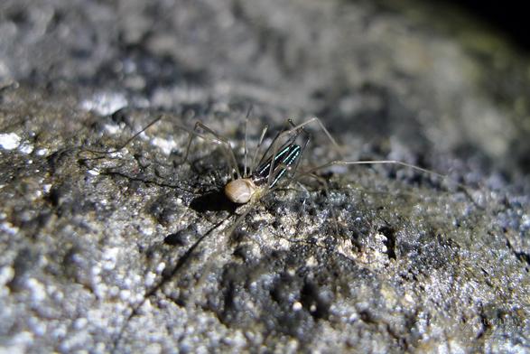 The same critter from the last, but now we have a more rear and low angled view showing off better the spindly legs and how crazy long the chelicerae are as they are highlighted better against the dark rock in this image.