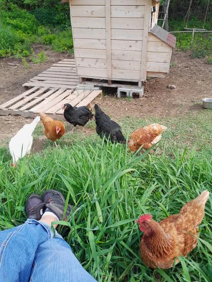 Photo des 6 poules dans l'herbe avec mes pieds en premier plan et leur maison en arrière plan