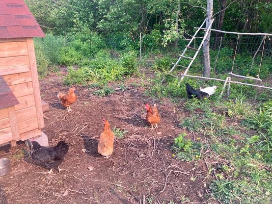 Les 6 poules dans leur enclos