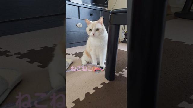 みんなそれぞれに過ごす愛猫達🐱　#shorts #cat #猫 #猫のいる暮らし #猫動画 #猫好きさんと繋がりたい #マンチカン #スコティッシュフォールド #アメリカンショートヘア