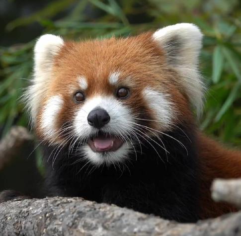 A picture of a Red Panda.