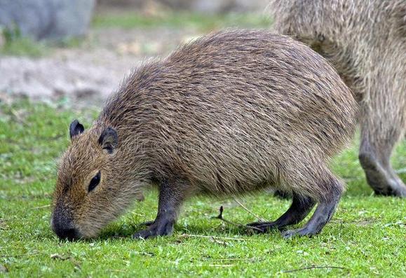 Imagen de un capibara