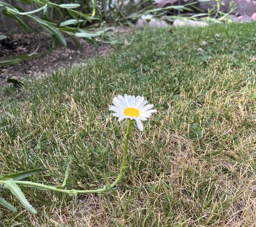 A Shasta Daisy bloom at the end of a stalk that’s lying on some mostly brown grass. The flower stalk lies parallel to the ground save for the end, which curls up at ninety degrees away from the grass, and at the end, about ten centimeters above the ground is a slightly disheveled flower with white petals and yellow whatever it’s called center. Beyond are some more plant stalks on the ground near a red masonry edging border of a flower bed. There are not yet flowers in that area.