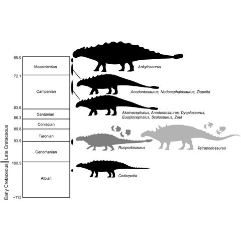 A graphic showing the various species of ankylosaur and when they lived.