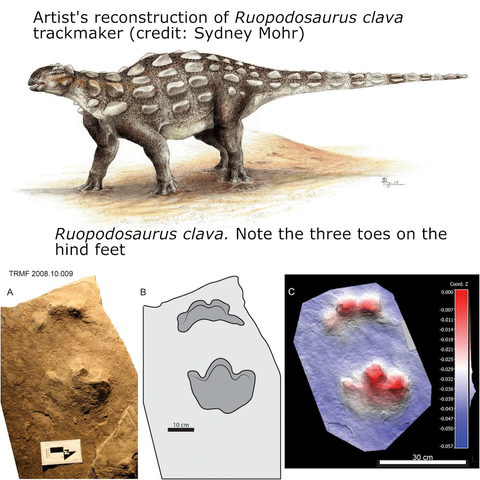 An artist's reconstruction of the trackmaker of Ruopodosaurus clava on top, showing a medium-sized heavily armoured dinosaur. It has no tail club but has extensive osteoderms around its body. It's grey / brown and walking on what looks like sand.

Below is are three pictures of the track: one the actual fossil, then a line drawing, and finally a false-colour relief.