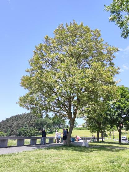 Image taken by JLZIMMERMANN, available under CC-BY-SA. It is made with the thematic map trees in changeset https://openstreetmap.org/changeset/167529236