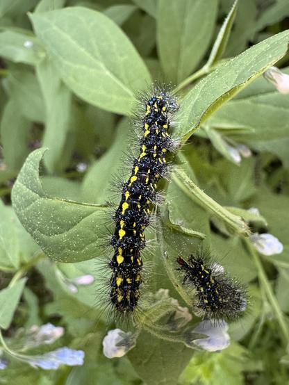 A closeup photo of two caterpillars eating the leaves of an herbaceous plant. The caterpillars are dark, mostly black with bright yellow spots running down the length of their bodies on the dorsal top and sides. They are covered in fine, spiky hairs clustered around each body segment, and at the base of each cluster are small blue spots. The small blue flowers of the plant can be seen here and there below