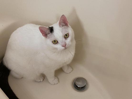 A white cat with a black tail and a splotch next to his ear (pink ears and nose) is sitting in the footwell of a soaking tub, next to the drain.  His yellow eyes stare up at the photographer.