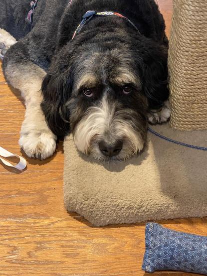 A large Bernedoodle (mostly black, with white muzzle and khaki legs and eyebrows) is lying flat on the floor, her chin on the carpeted base of a cat tree with jute wrap.  The photograph shows her from elbows to nose, staring upward at the photographer, probably hoping for supper, but I prefer to think staring soulfully into my eyes. :)