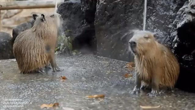 Imagen de un capibara