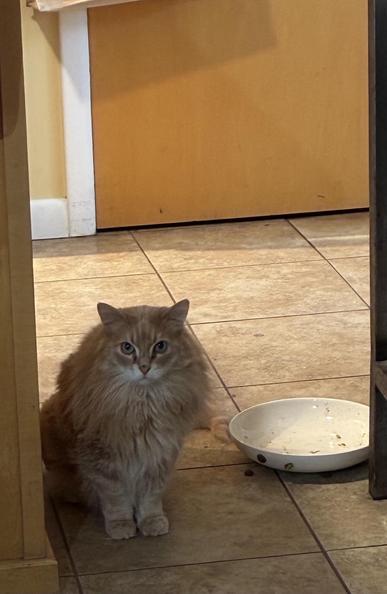 A long haired orange tabby called Henry watches as we eat dinner. He has white fur around his pink nose. His eyes are green. He is very, very, shy. The dog bowl next to him is empty. This disappoints Henry. He is very handsome.