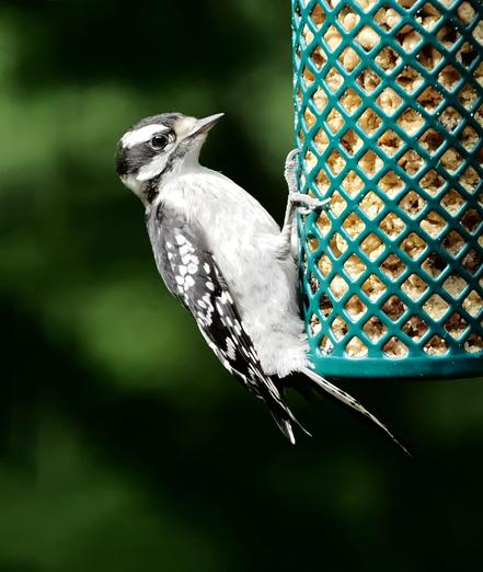 This is a small female woodpecker. She has a white chest and belly and black and white head, wings and tail. She is a downy woodpecker and she's hanging off the suet nugget feeder, which is her favorite feeder.