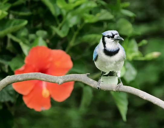 This is the entertainer in the yard. It's a medium sized bird with a white chest and belly, different shades of blue feathers on the head, wings and tails and a black bib and black lines on its face. It's a blue jay and it like to mimic hawks, apparently just for fun.