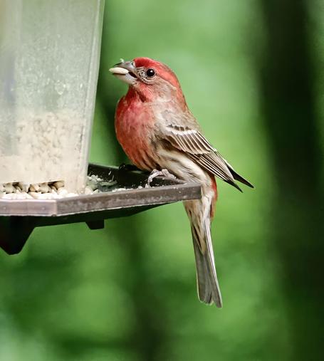This is a small bird. It is brown and tan with a red head and breast and a stout beak. It is a male house finch.
