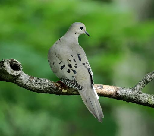 If you have ever heard cooing in the branches, it may have been coming from this medium sized bird. It is a light greyish brown all over, with dashes of black and light blue eyeliner. It is a mourning dove.