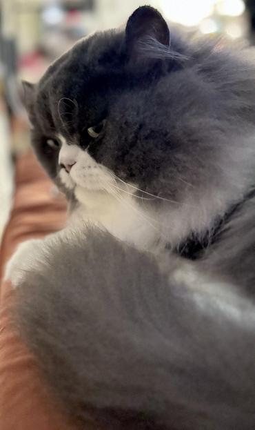My grey and white Persian cat Little Man on the bed giving me the side eye