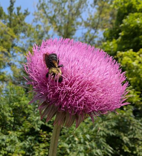 Closeup side view of a purple thistle bloom.  The sun is shining, with greenery and a blue sky in the background.  A black and yellow bumblebee gathers nectar in the soft, thin petals.